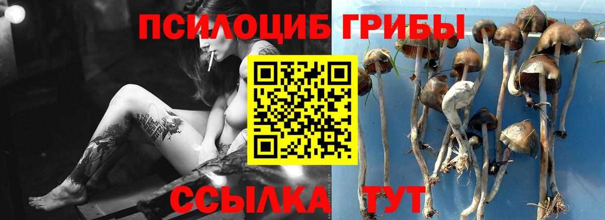 Черногорск  наркошоп  Псилоцибиновые грибы ЛСД  Вход с VPN  Псилоцибиновые грибы Psilocybine cubensis 